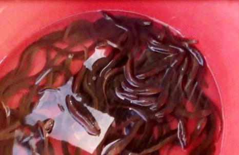 giật mình nuôi lươn bằng thuốc tránh thai